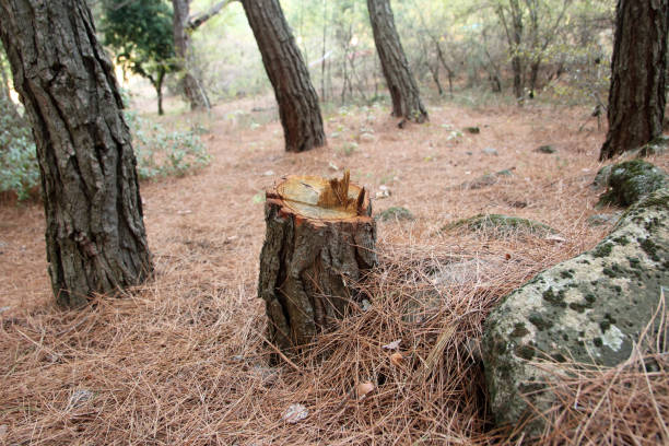 How Our Tree Care Process Works  in  Akron, OH